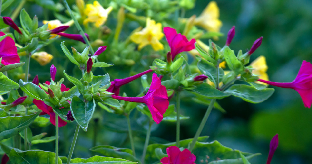 Mirabilis jalapa lub dziwaczek jalapa, to przepiękna roślina /123RF/PICSEL