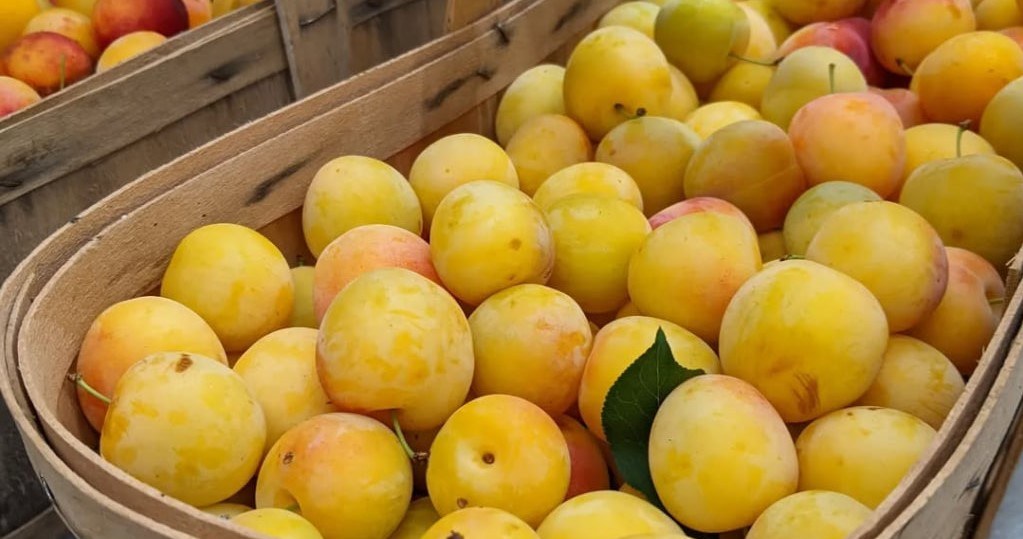 Миробелка, або золота слива, - скарб з бабусиного саду /Domena publiczna