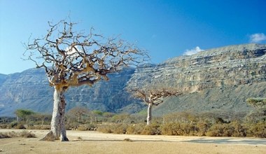 Mirra, kadzidło i złoto. Czym były dary biblijnych Trzech Króli?