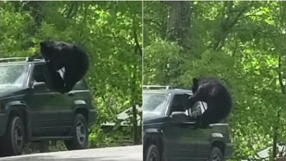 Miś włamywacz. Próbował dostać się do zaparkowanego auta