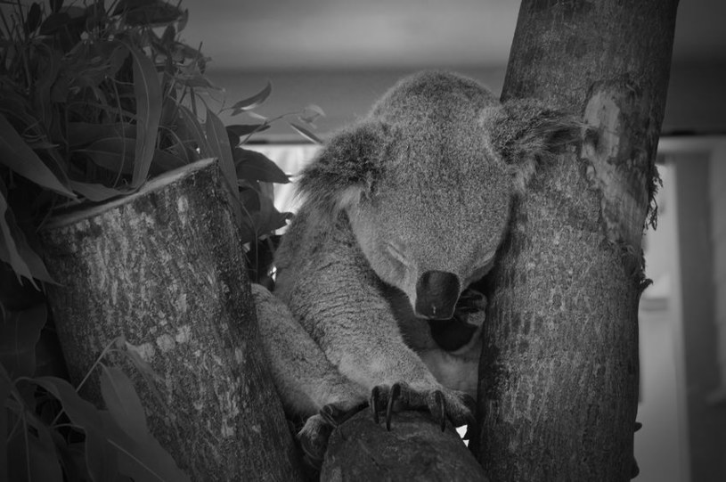 Misie koala w obliczu zagrożenia, instynktownie uciekają na czubek drzewa /123RF/PICSEL