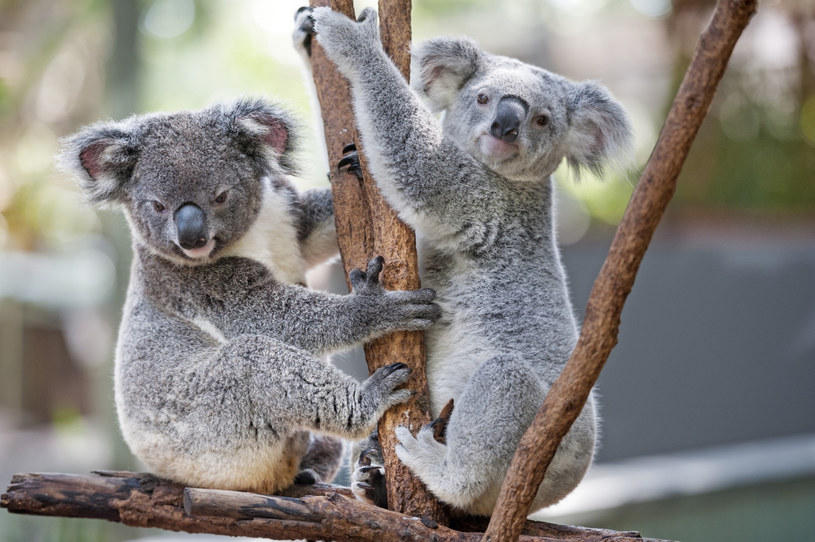 Misie koala, zdj. ilustracyjne /Robert Harding October 2104 Update Heritage /East News