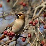 Miss karmnika. Jak przywabić do ogrodu najładniejsze ptaki?