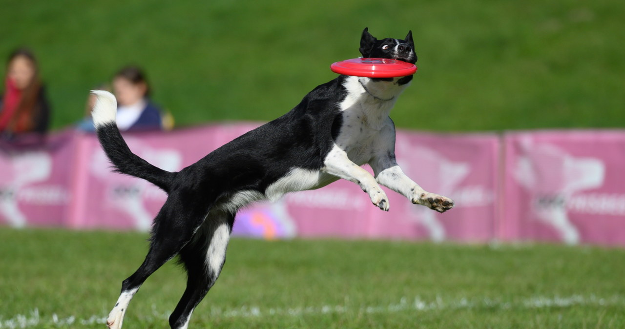Mistrzostwa Świata w Dogfrisbee w Poznaniu