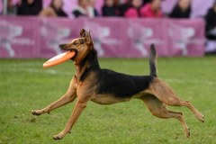 Mistrzostwa Świata w Dogfrisbee w Poznaniu