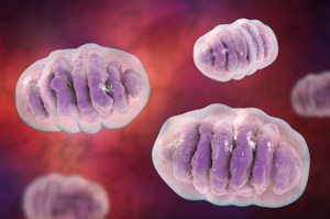 Mitochondrialne DNA dziedziczymy także od ojców?