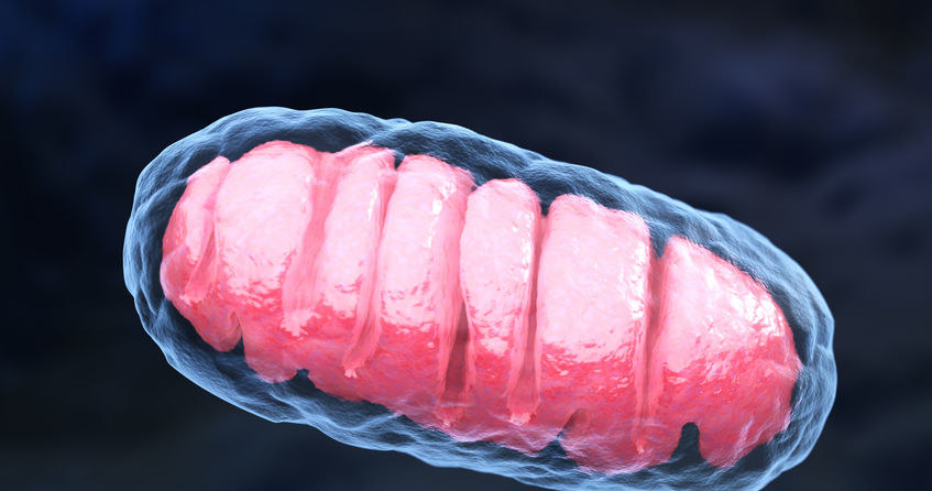 Mitochondrium /&copy;123RF/PICSEL