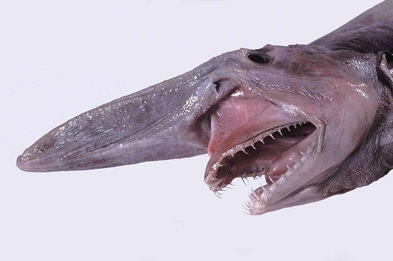 Mitsukurina to rzadko spotykany rodzaj rekina. BJego budzące grozę wysuwalne szczęki przypominają jako żywo kosmicznego potwora z filmu "Obcy" /Wikimedia Commons /domena publiczna