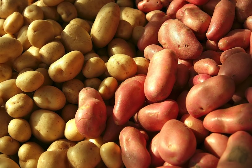 Mityczna kaloryczność ziemniaków wynika ze zwyczajów kuchni staropolskiej, kiedy serwowano je w połączeniu z tłustymi mięsami i ciężkimi sosami /123RF/PICSEL