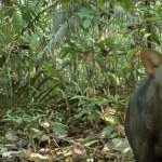 Amazonia Mityczny drapieżnik uchwycony przez kamery. "Nic o nim nie wiemy"