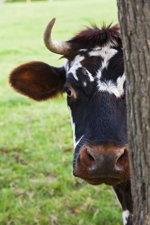 mleko od krowy /© Photogenica