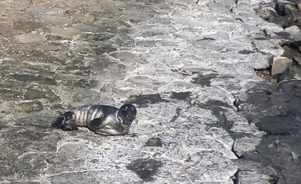 Młoda foka na Skwerze Kościuszki