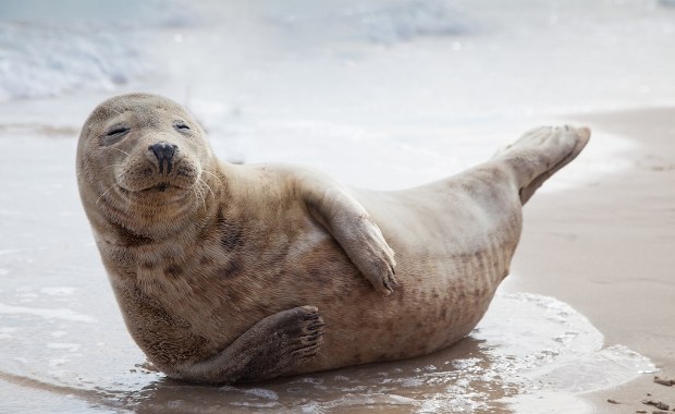 Młoda foka z plaży w Pobierowie trafi do Stacji Morskiej na Helu