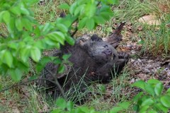 Młoda niedźwiedzica Cisna dokazuje w zoo. Możesz ją już odwiedzić