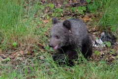 Młoda niedźwiedzica Cisna dokazuje w zoo. Możesz ją już odwiedzić