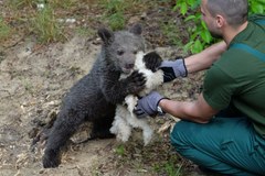 Młoda niedźwiedzica Cisna dokazuje w zoo. Możesz ją już odwiedzić