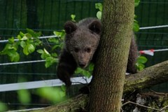 Młoda niedźwiedzica Cisna dokazuje w zoo. Możesz ją już odwiedzić