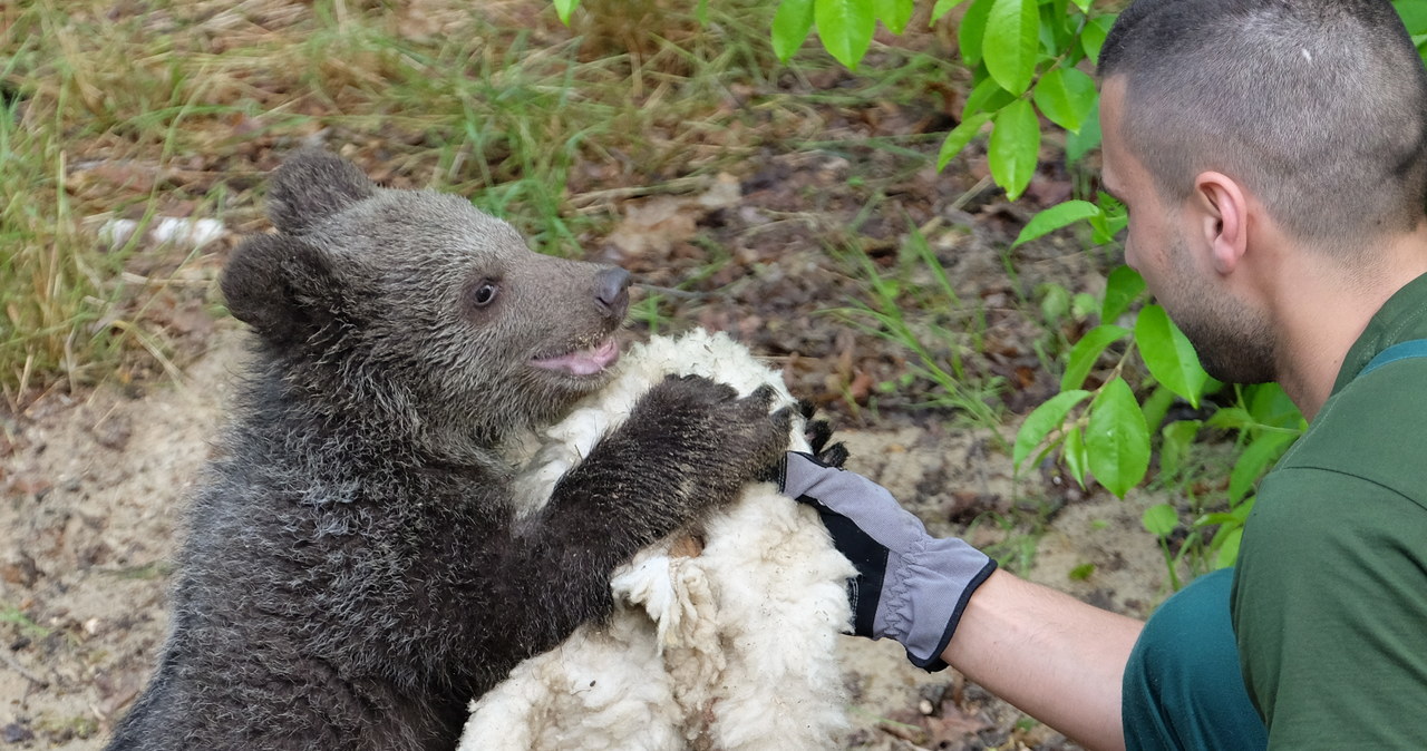 Młoda niedźwiedzica Cisna dokazuje w zoo. Możesz ją już odwiedzić