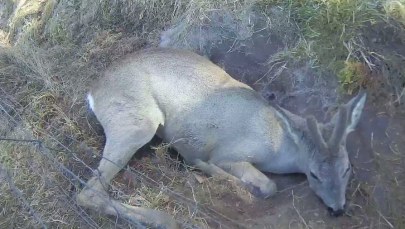 Młoda sarna zaplątała się w ogrodzenie. Z pomocą ruszyła straż miejska