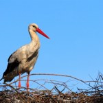 Młode bociany ćwiczą przed wielką podróżą. Lada dzień opuszczą Polskę