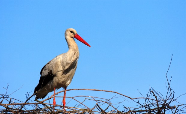 Młode bociany ćwiczą przed wielką podróżą. Lada dzień opuszczą Polskę