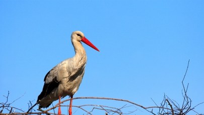 Młode bociany ćwiczą przed wielką podróżą. Lada dzień opuszczą Polskę