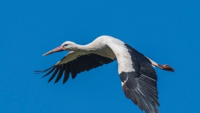 Młode bociany odlatują wcześniej do ciepłych krajów. Zaskakujące obserwacje naukowców