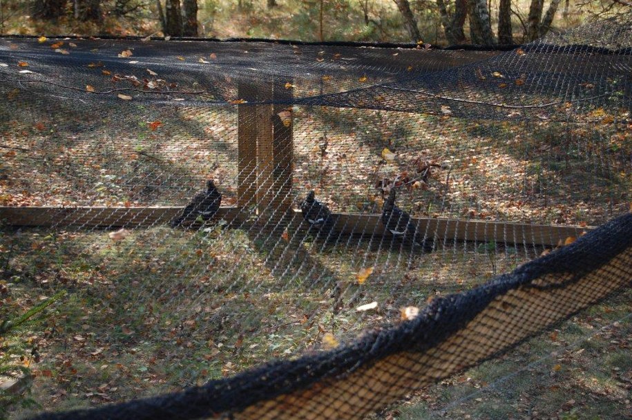 Młode cietrzewie /Paweł Balinowski /RMF FM