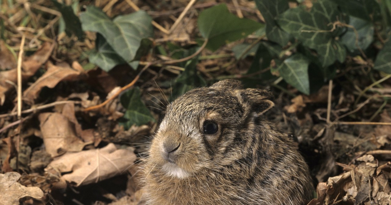 Młode dzikich zwierząt lepiej zostawić w spokoju. ZOO we Wrocławiu przypomina, co powinniśmy zrobić, kiedy spotkamy je na swojej drodze /East News /East News