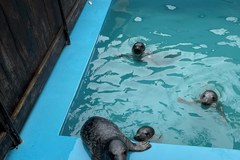 Młode foki na rehabilitacji
