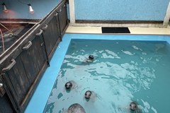 Młode foki na rehabilitacji
