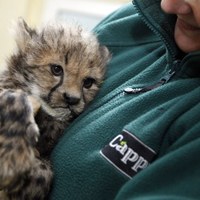 Młode gepardy w chorzowskim zoo