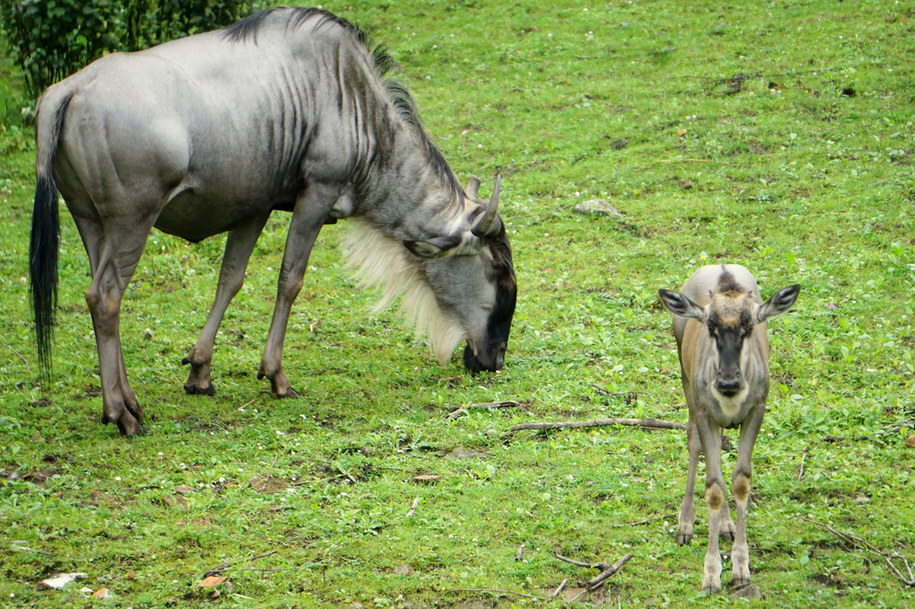 Młode gnu białobrode przyszły na świat we wrocławskim zoo /Paweł Pyclik /RMF FM