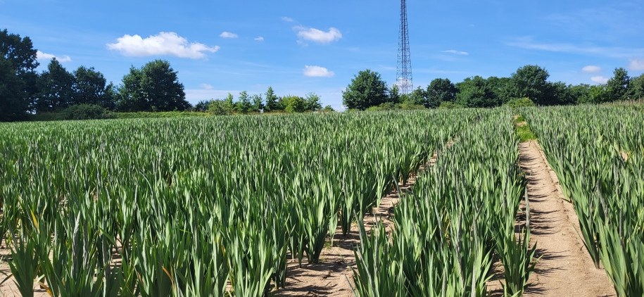 Młode mieczyki /Beniamin Piłat /RMF FM