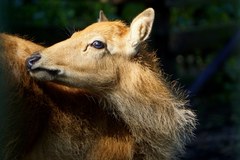 Młode milu we wrocławskim zoo