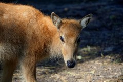 Młode milu we wrocławskim zoo