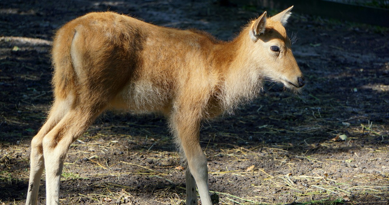 Młode milu we wrocławskim zoo