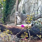 Młode pantery we wrocławskim zoo. Mają już imiona