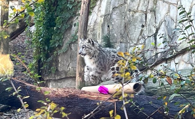 Młode pantery we wrocławskim zoo. Mają już imiona