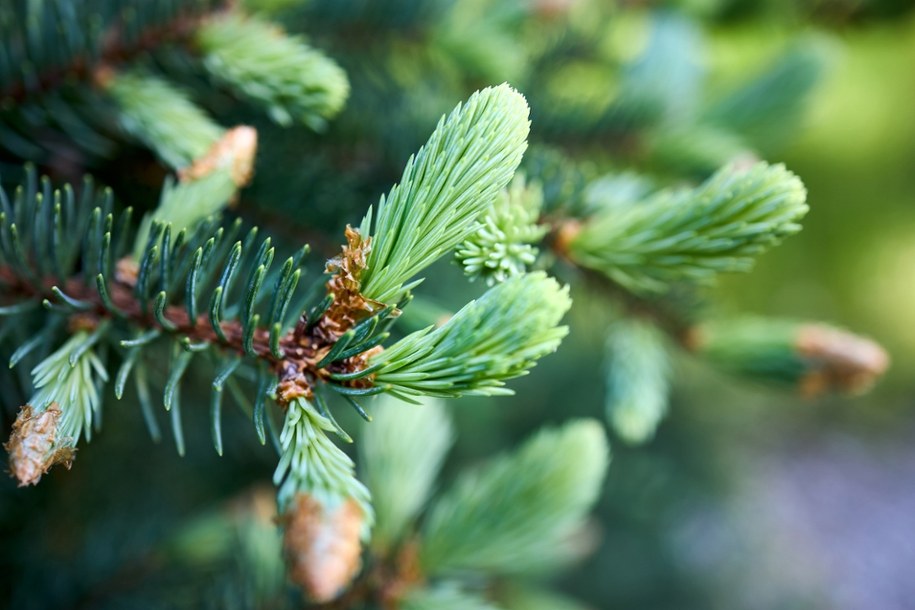 Młode pędy sosny /Shutterstock