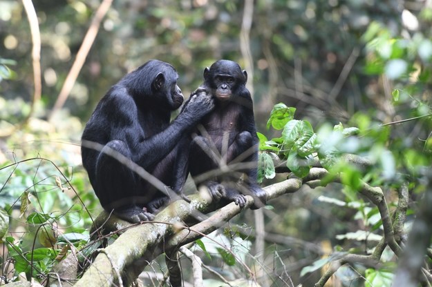 Młody bonobo pod opieką matki w Kokolopori Bonobo Reserve /Martin Surbeck /Materiały prasowe