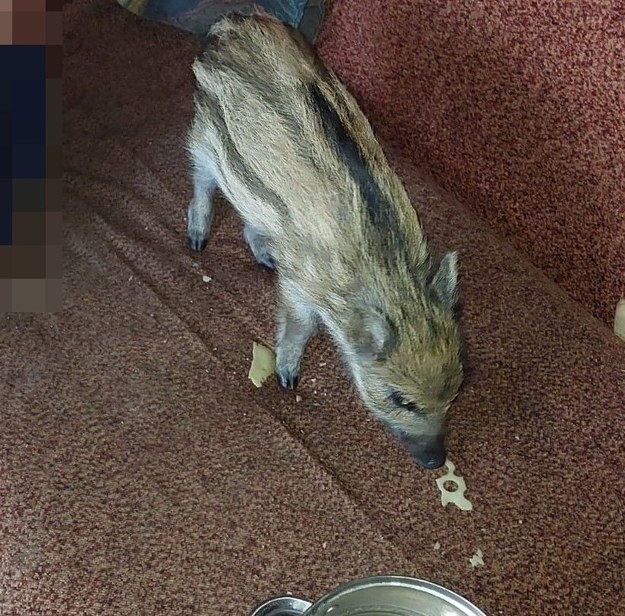 Młody dzik znaleziony przez policję w jednym z mieszkań w Garwolinie. /KPP w Garwolinie /