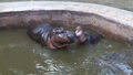 Młody hipopotam zaczepia swoją mamę. Finał?