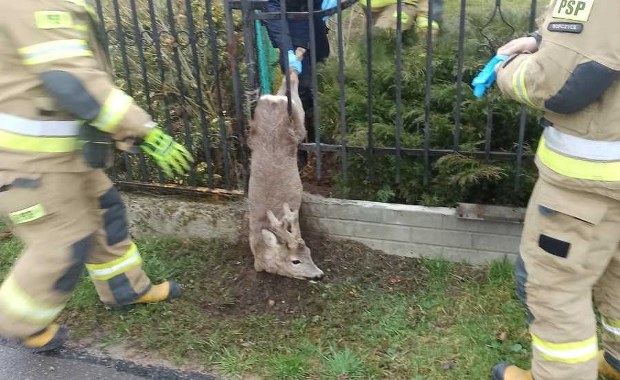 Młody kozioł utknął w ogrodzeniu. Pomogli policjanci i strażacy