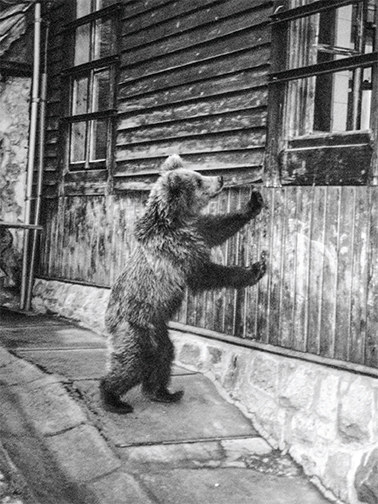 Młody niedźwiedź przy schronisku, rok 2003 (fot. W. Denega) /materiały prasowe