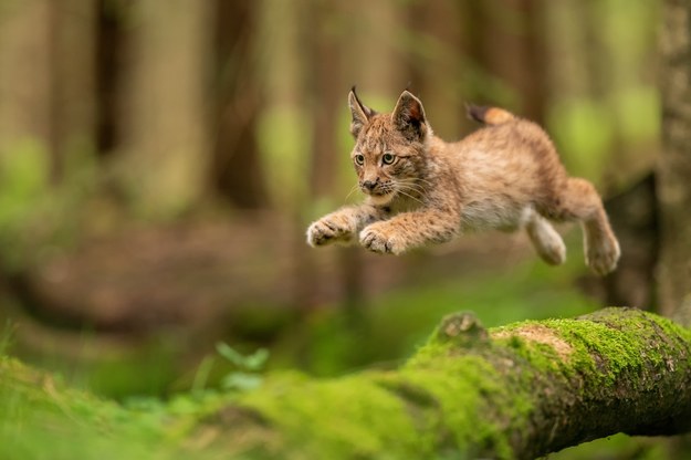 Młody ryś euroazjatycki /Shutterstock