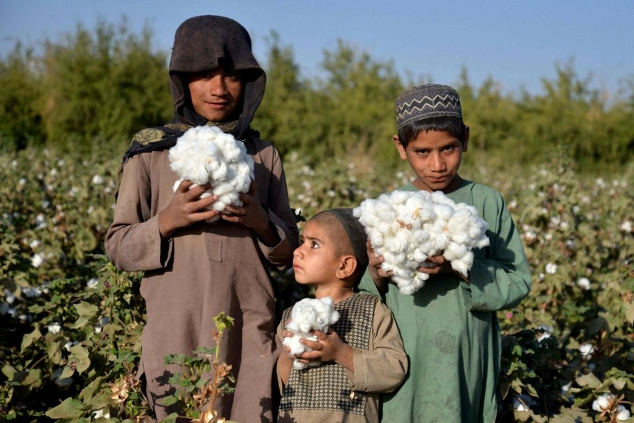 Młodzi Afgańczycy zbierający bawełnę /Sanaullah Seiam /AFP /East News