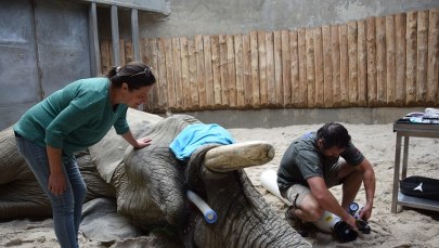 Młotki i wiertarki poszły w ruch. Słoń Ninio stracił drugi cios