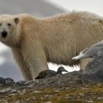 svalbard Mniej lodu morskiego, więcej tłuszczu pod futrem. Niedźwiedzie w Svalbardzie mają się dobrze