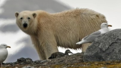 Mniej lodu morskiego, więcej tłuszczu pod futrem. Niedźwiedzie w Svalbardzie mają się dobrze